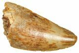 Serrated Raptor Tooth - Real Dinosaur Tooth #371417-1